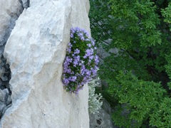 Campanula fenestrellata fenestrellata
