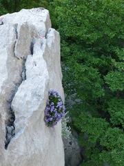 Campanula fenestrellata fenestrellata