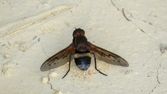 Ligyra punctipennis