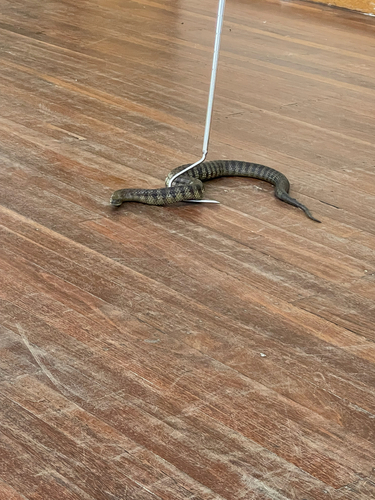 Tiger Snake sighting