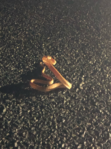 Brown Tree Snake sighting
