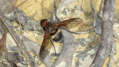 Ligyra punctipennis