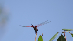 Tramea eurybia