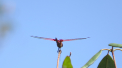 Tramea eurybia