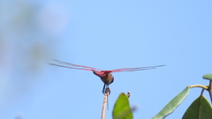 Tramea eurybia