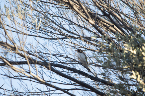 Painted Honeyeater (Grantiella picta), photo 7