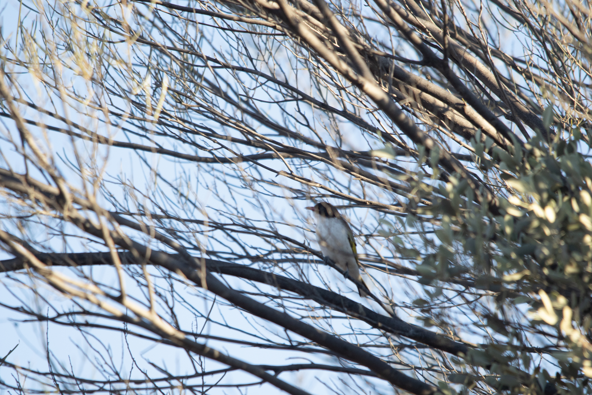 Painted Honeyeater (Grantiella picta), photo 10