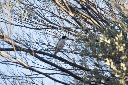 Painted Honeyeater (Grantiella picta)