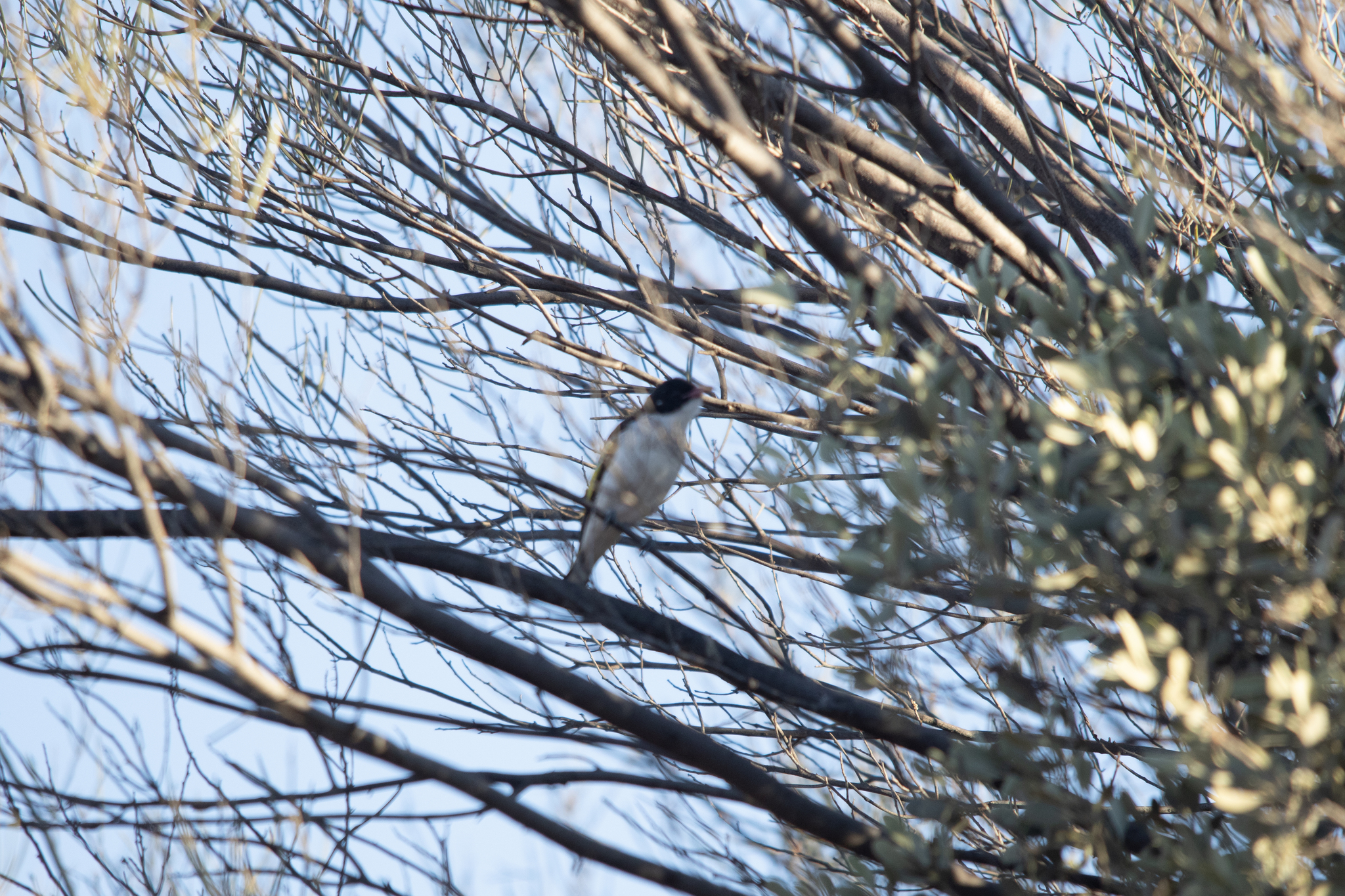 Painted Honeyeater (Grantiella picta), photo 1