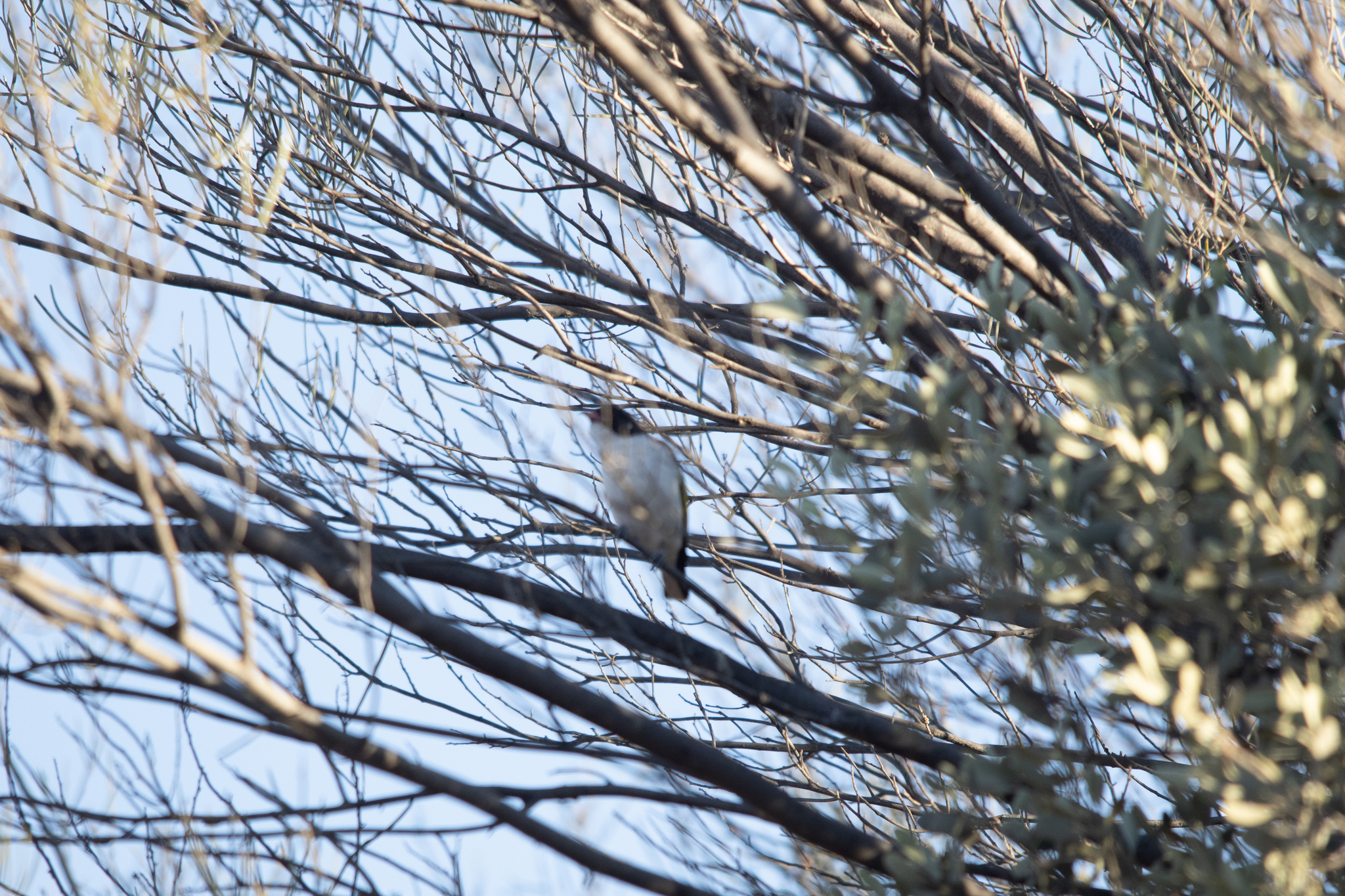 Painted Honeyeater (Grantiella picta), photo 2