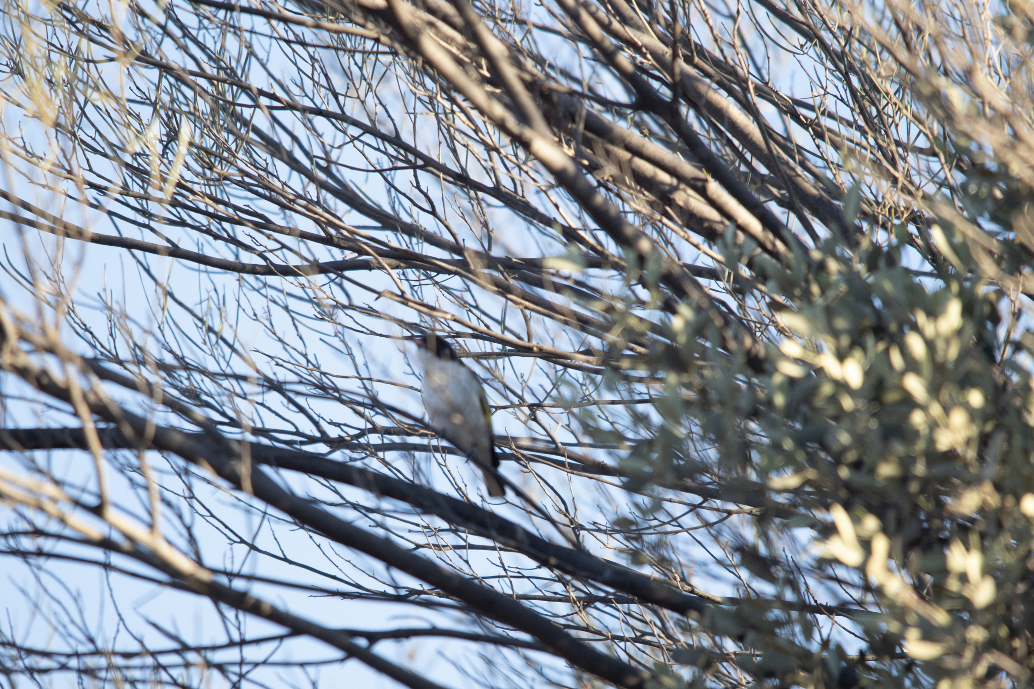 Painted Honeyeater (Grantiella picta), photo 6