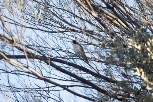 Painted Honeyeater (Grantiella picta), photo 5
