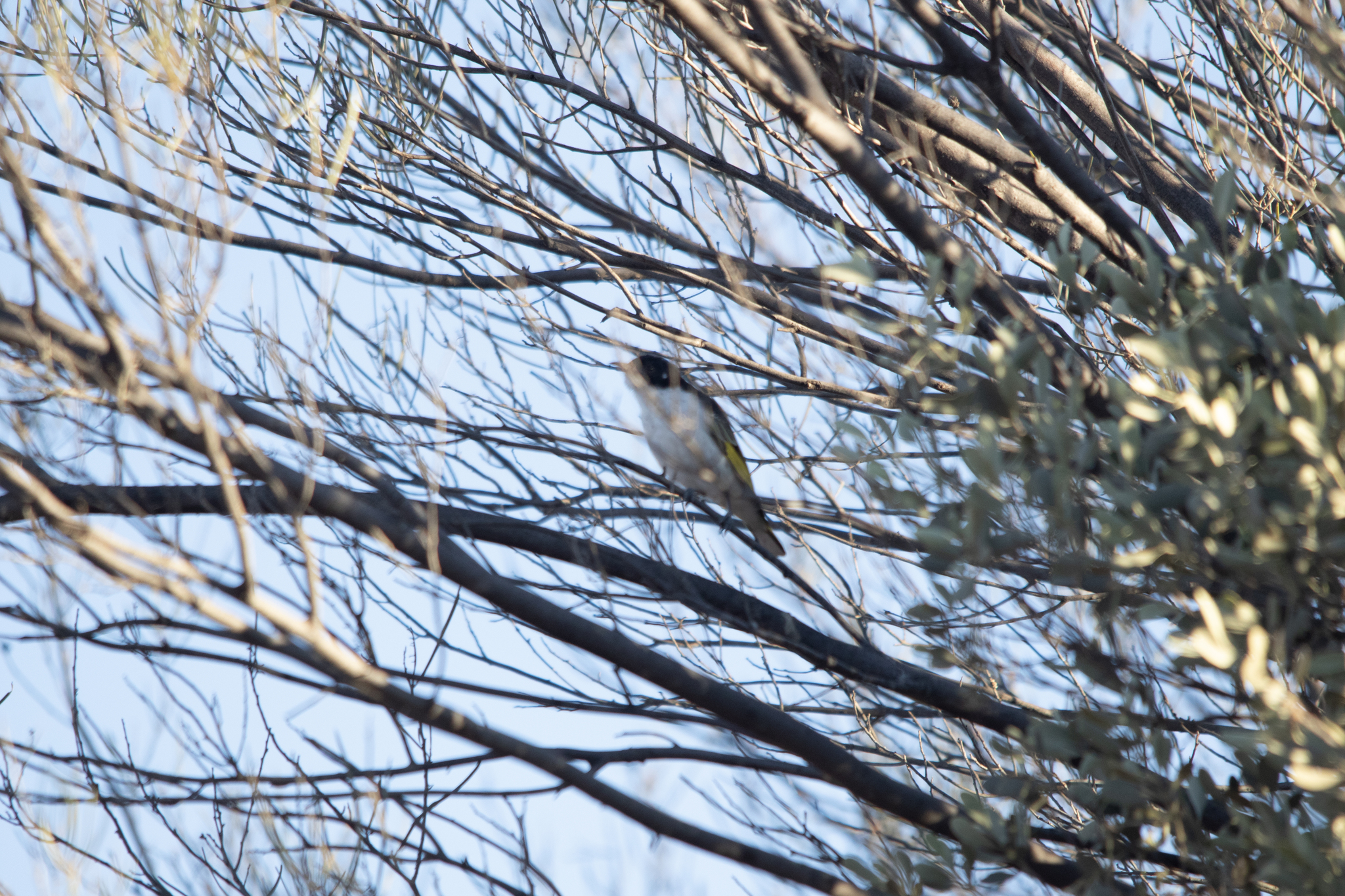Painted Honeyeater (Grantiella picta), photo 8