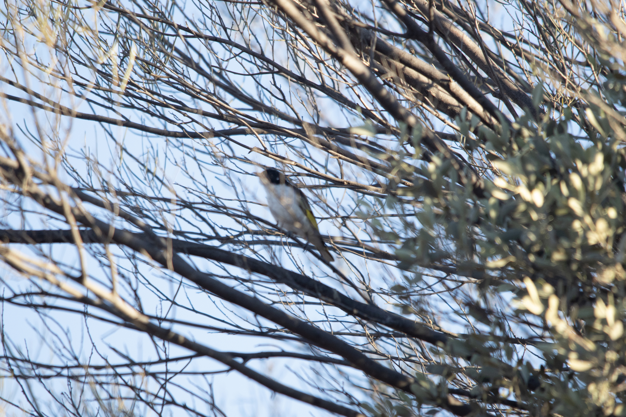 Painted Honeyeater (Grantiella picta), photo 7