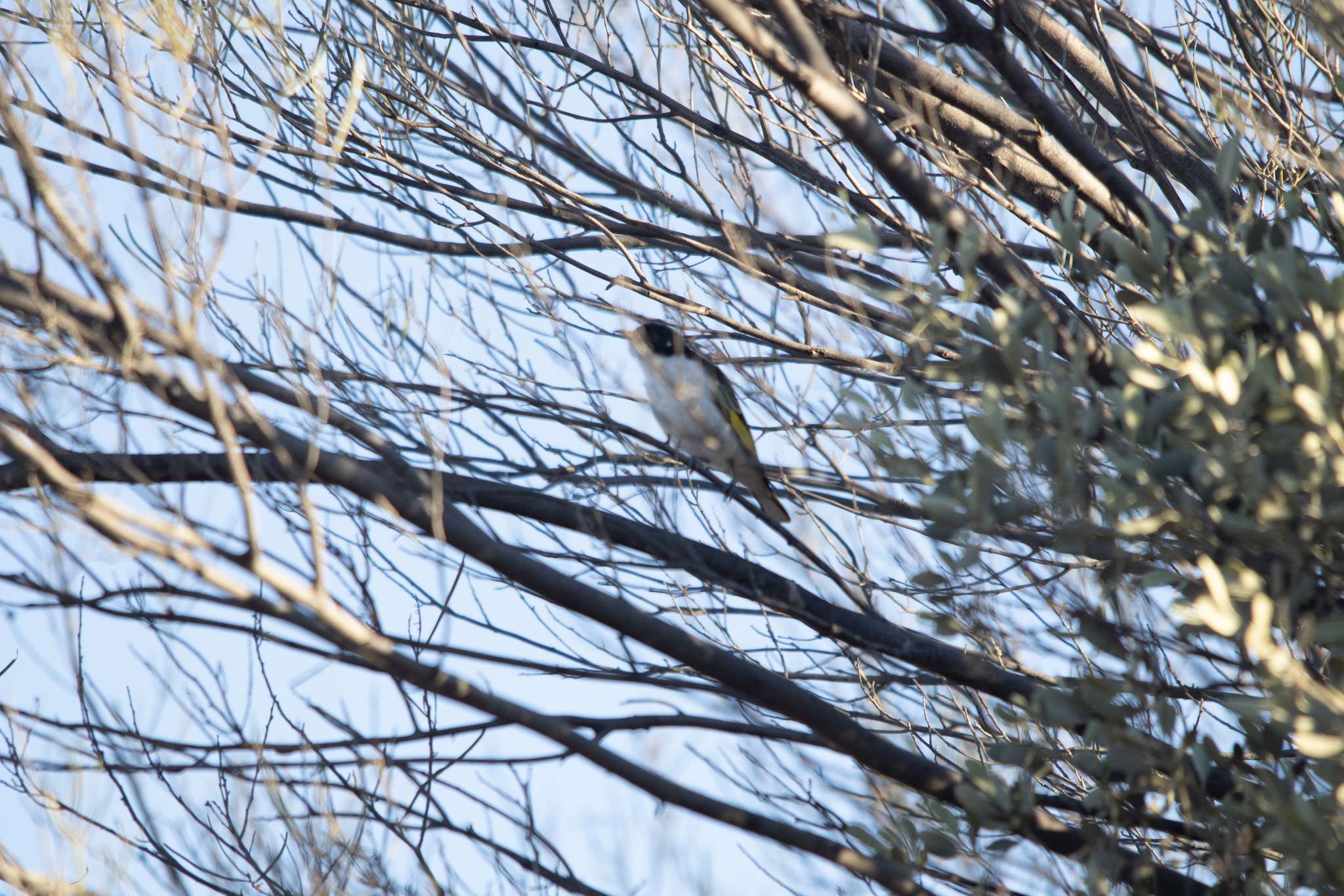 Painted Honeyeater (Grantiella picta), photo 9