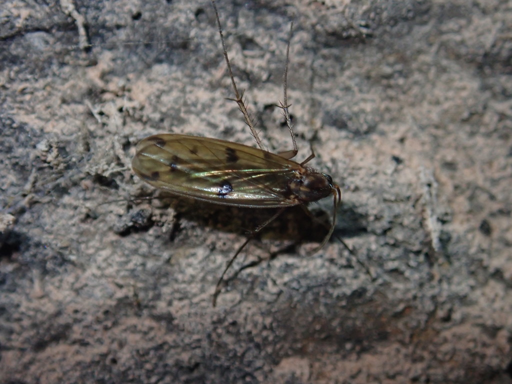 Mycetophila ornata
