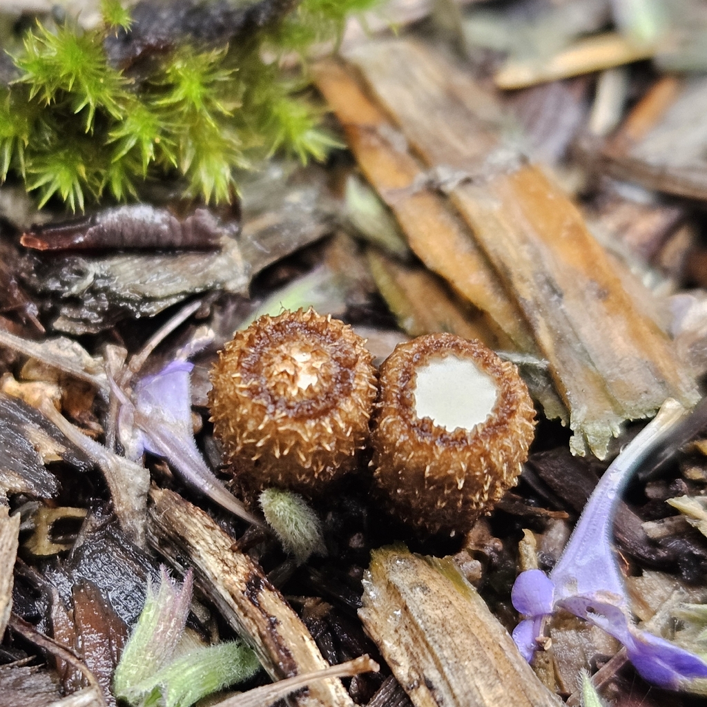 Cyathus striatus · November 2025 · photo: © tser (iNaturalist, cc-by)