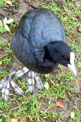 Fulica atra
