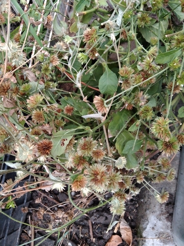 Elephantopus mollis iNat (3)