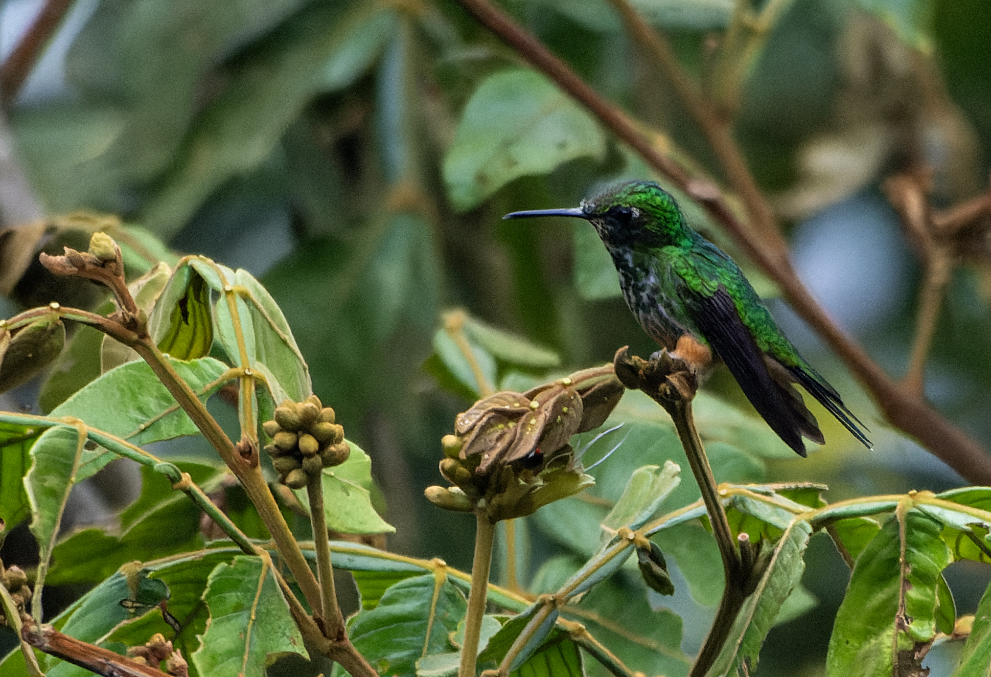 Rufous-booted Racket-tail (Ocreatus addae), photo 2