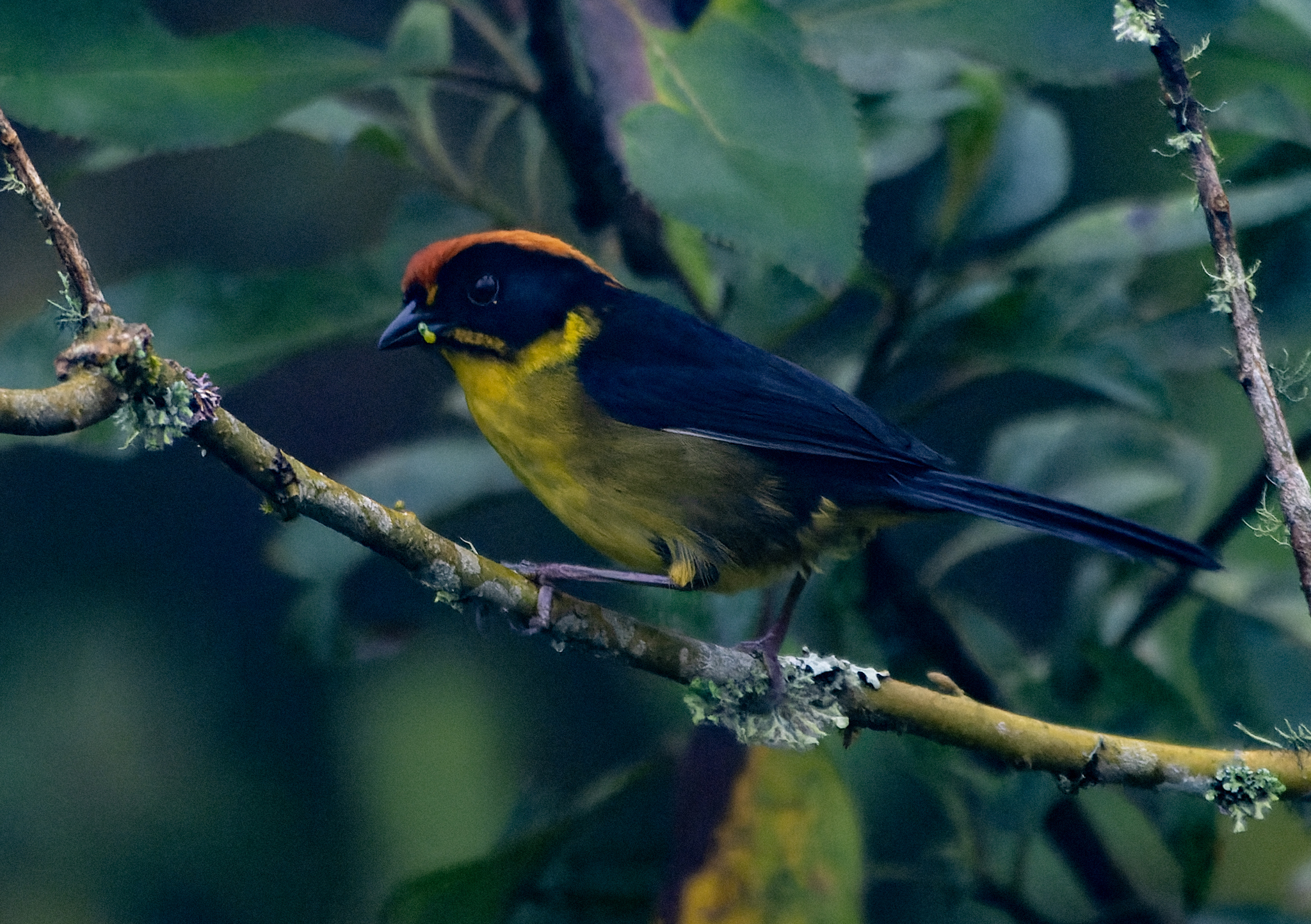 Bolivian Brushfinch (Atlapetes rufinucha), photo 2