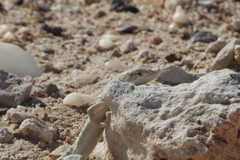 Mesalina brevirostris