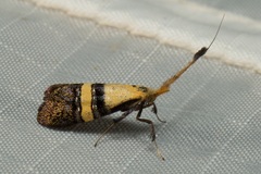 Nemophora decisella