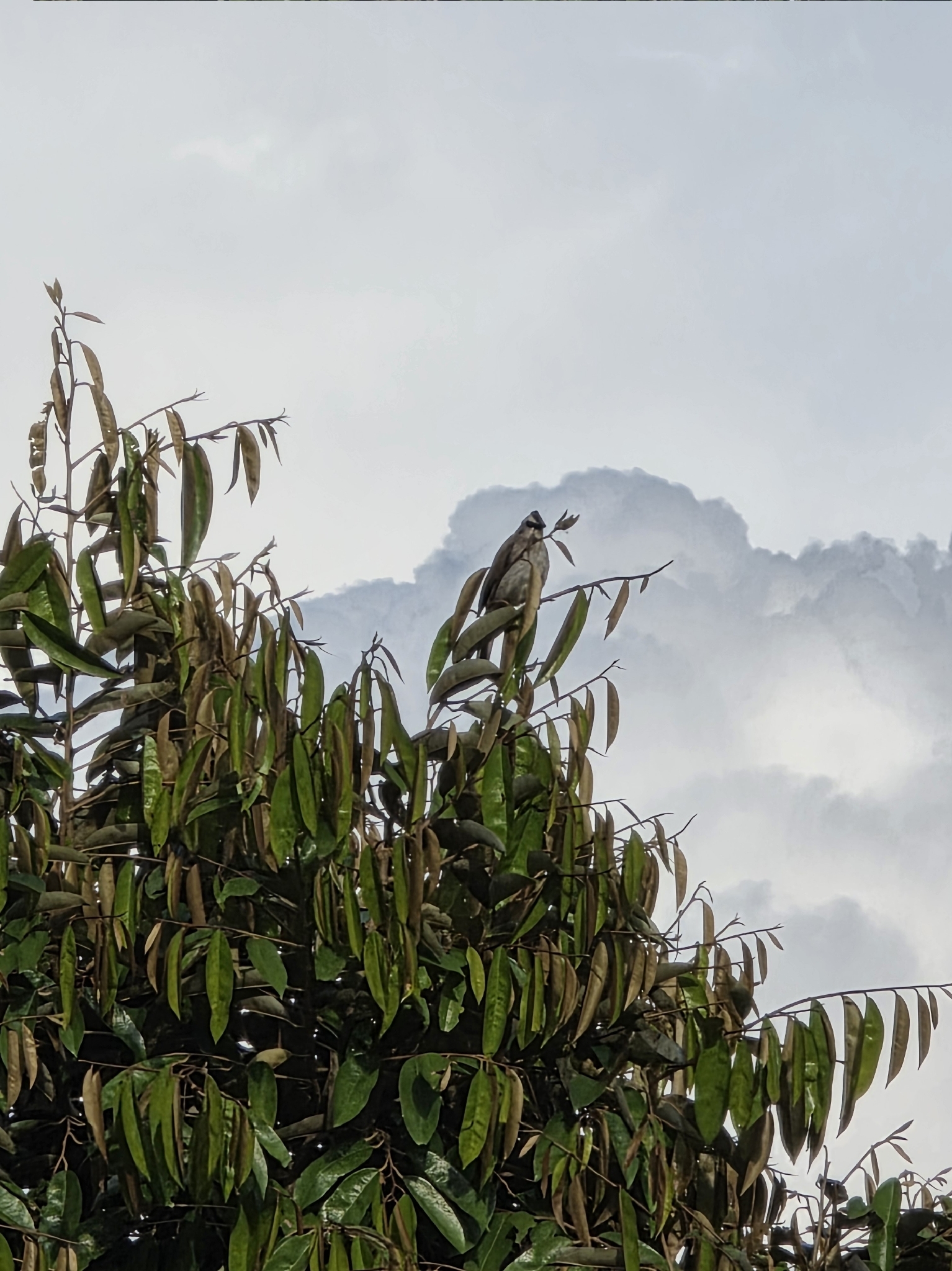Yellow-vented Bulbul