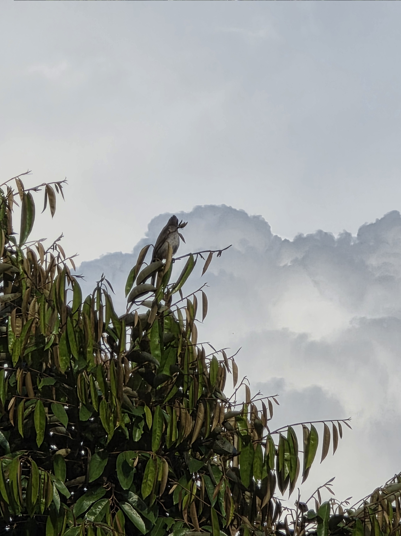 Yellow-vented Bulbul