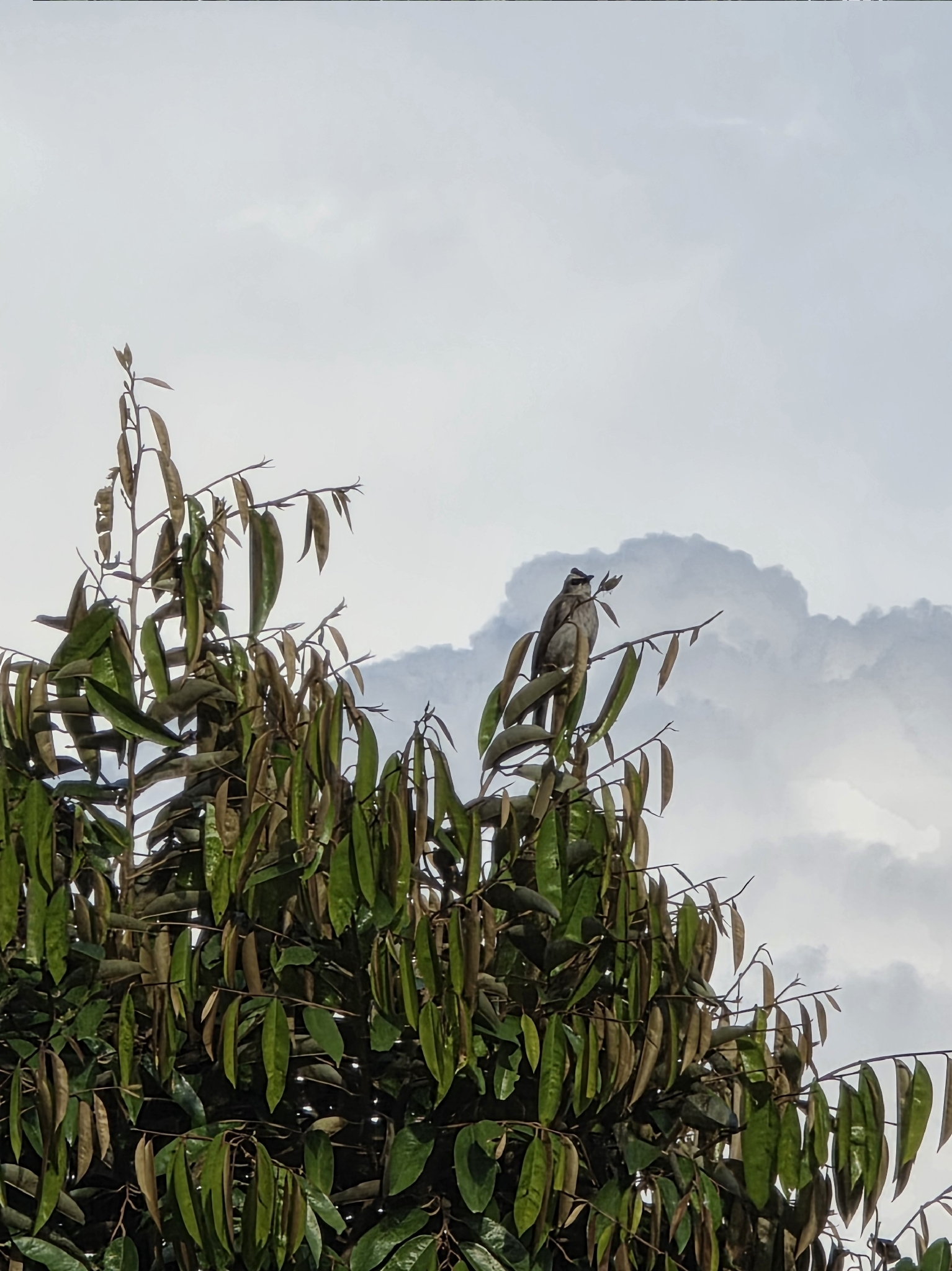 Yellow-vented Bulbul
