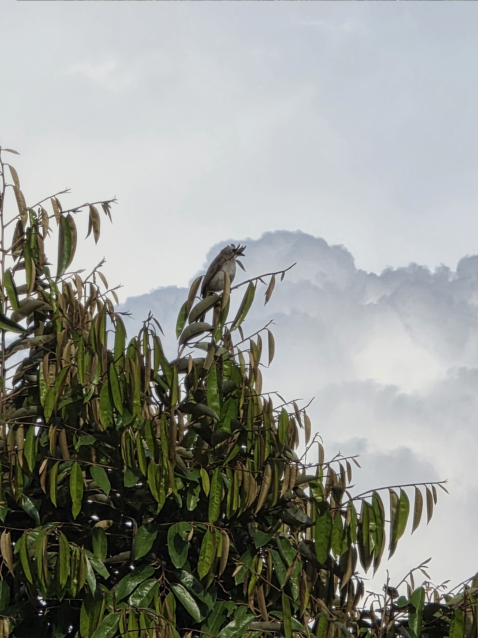 Yellow-vented Bulbul