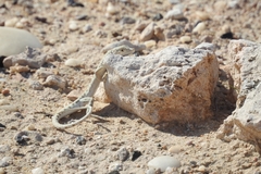 Mesalina brevirostris