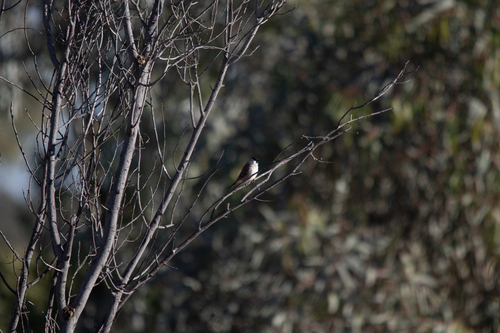 Plum-headed Finch (Emblema modestum), photo 4
