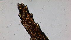 Dicranum howellii