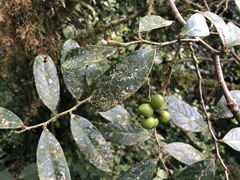 Guatteria oliviformis image