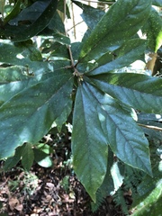 Actinodaphne mushaensis