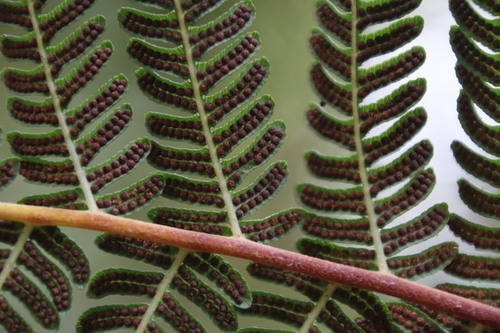 Sphaeropteris cooperi