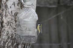 Parus major