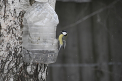 Parus major