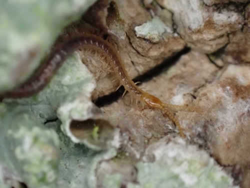 Luminous Centipede, 1792 AE Oudeschild, Nederland, photo 8 of 10