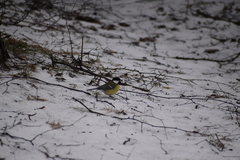 Parus major