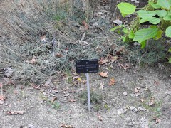 Dianthus laricifolius
