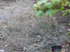 Dianthus laricifolius