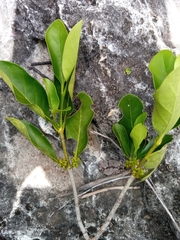 Pyrostria