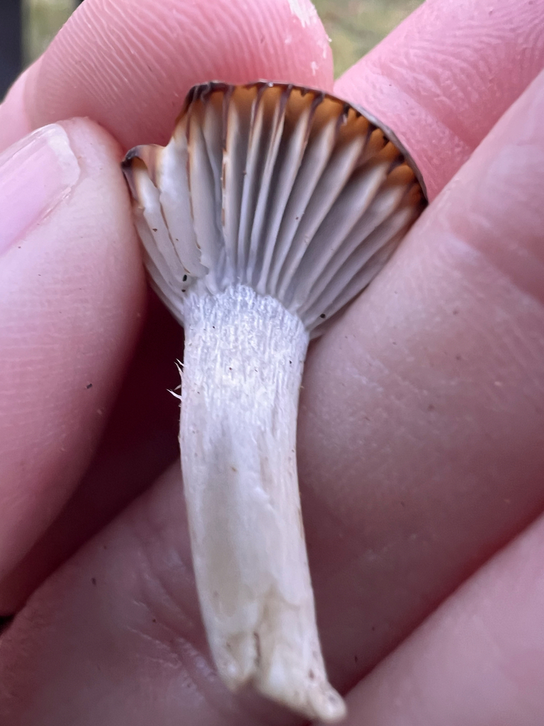 Cuphophyllus lacmus · November 2025 · photo: © bdthomas (iNaturalist, cc-by)