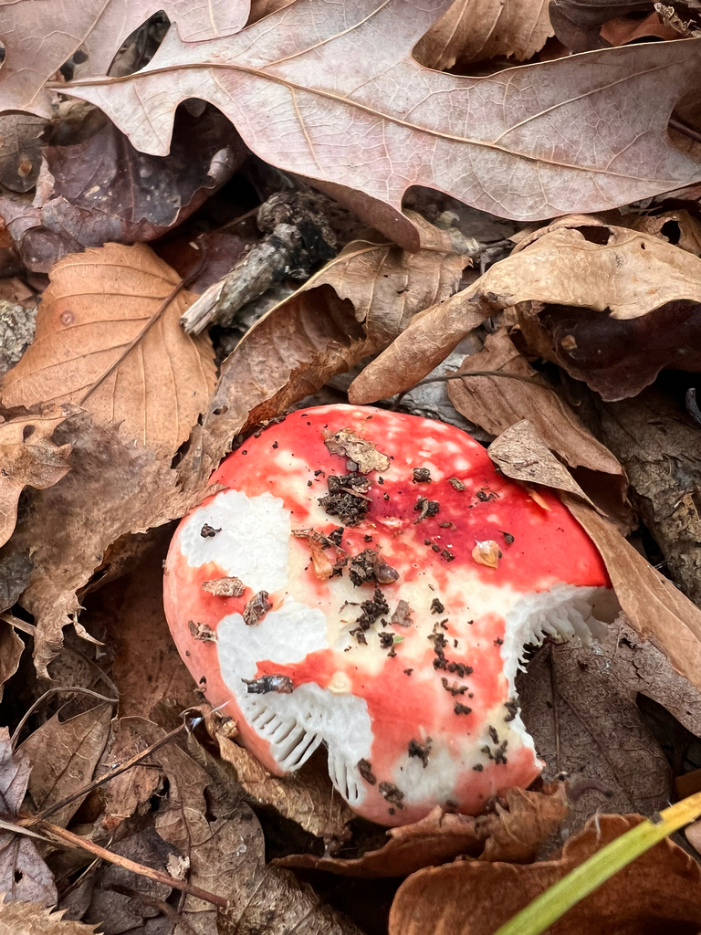 Russula · November 2025 · photo: © bdthomas (iNaturalist, cc-by)