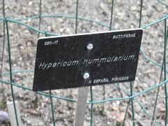 Hypericum nummularium