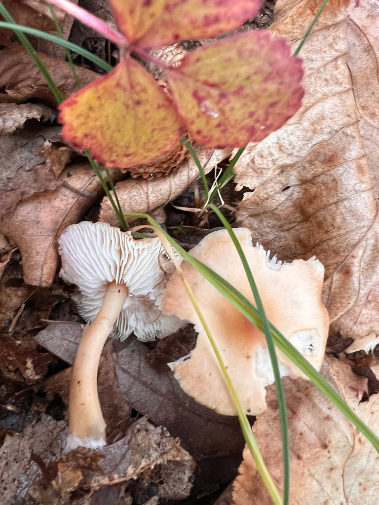 Gymnopus dryophilus · November 2025 · photo: © bdthomas (iNaturalist, cc-by)