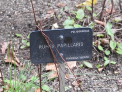 Rumex papillaris