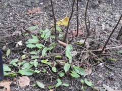 Rumex papillaris